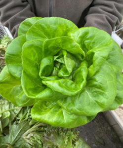 Salad Greens  Center for Agriculture, Food, and the Environment