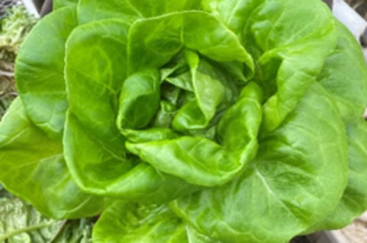 A Short History of Lettuce